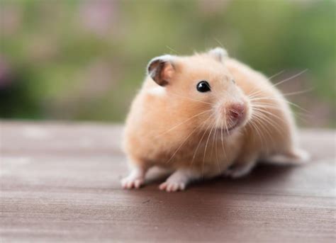 hasmter|The 5 Most Popular Hamster Species Kept as Pets